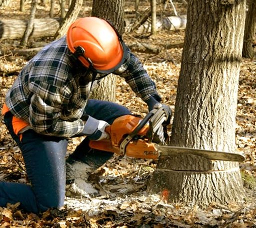 Tree Removal in Mccaulley, TX